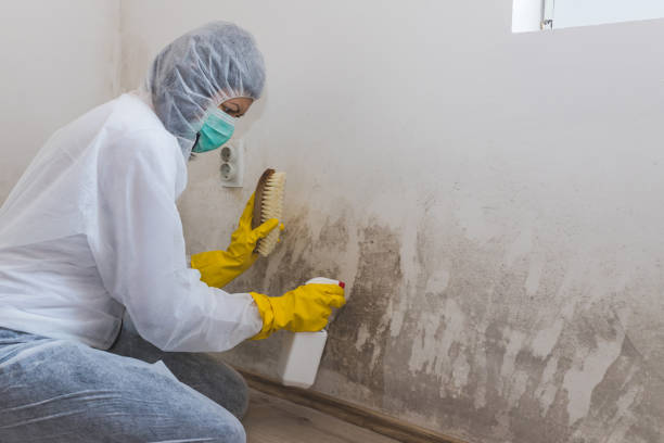 Best Industrial Mold Remediation  in Niagara University, NY