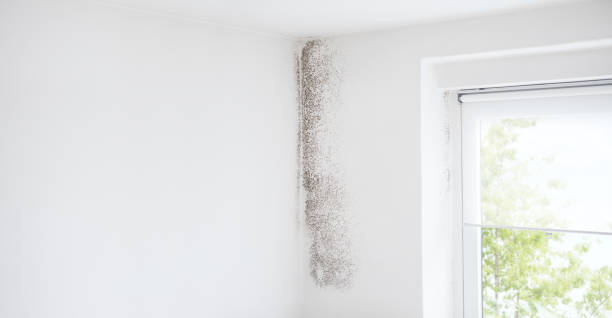 Best Basement Mold Removal  in Niagara University, NY