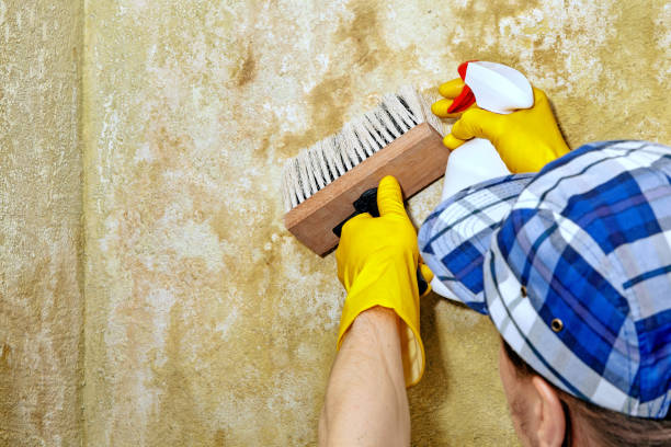 Best Crawl Space Mold Remediation  in Niagara University, NY