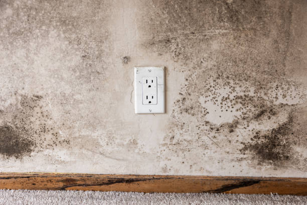 Best Mold Odor Removal Services  in Niagara University, NY
